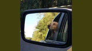 Four Legged Angel