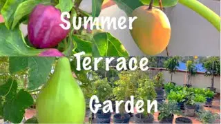 Pure Organic Summer Terrace Garden Tour