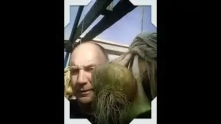 ПОСАДКА ЯПОНИИ, чеснок и весенняя капуста для посадки, а также несколько семян для весеннего посе...