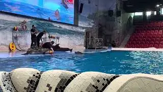 Dolphins&rsquo;s dance @ Dubai dolphinarium 