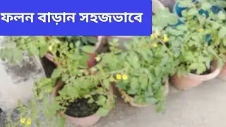 ছাদবাগানে বেশি ফলন।সহজ নিয়মে সুস্থ গাছ। #ছাদবাগান#সবজি চাষ#greenrooftop#ঘরোয়াবাগান #vegetablegarden