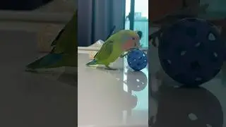 #fun parrot#smart lovebird#cute bird#pet bird🤣😍