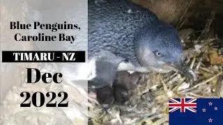 Blue Penguins - Caroline Bay, Timaru, New Zealand