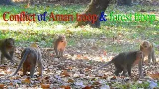 Terrify !!! Conflict of Amari troop and Forest troop, Sweet Pea want to be strong force