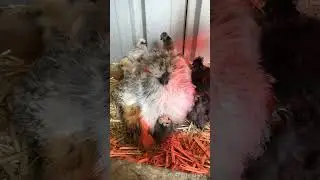 Silkie hen hatching eggs, rooster proceeds to peck baby chick in the face | I Get All The Chicks