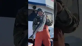 Giant pollock catch and cook