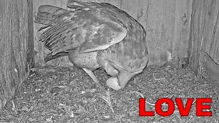 Owl Mama Admires Her First Egg of the Year 🥚🦉