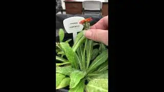 Orange Hawkweed Revisit