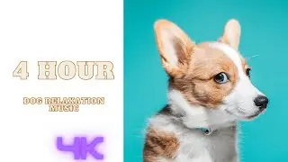 4K - 4 HOURS of Deep Separation Anxiety Music for Dog Relaxation!  NEW!
