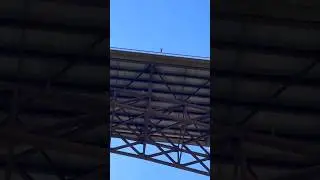 Упал с высоты / fell from a height #собака #мост #падение #dog #bridge #anime #shorts #youtube
