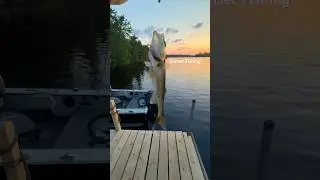 Sunset Fishing #shorts #fishinglife #minnesota #fish #walleyefishing #lakelife