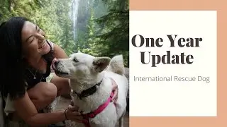 International Rescue Dog - One Year Update - Korean Jindo