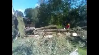 Up Rooted Tree Stands Back Up.