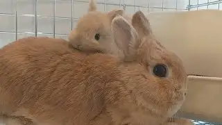 【LIVE】大人気カラーのうさぎさん🐰