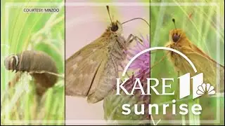 Sven Explains: Dakota Skipper butterflies