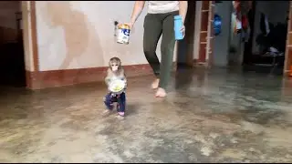 Baby Monkey Lu Assists His Mom To Hold A Lovely Bowl Of Grapes