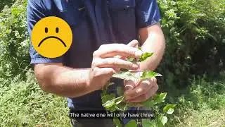 Weed of the Week: Old man's beard