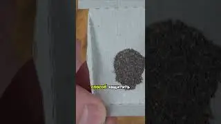 Трихограмма: основные ошибки  при выпуске. Когда выпускать?