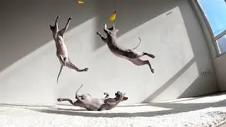 🐾 cat is dancing 🐾  #sphynxcat #cats