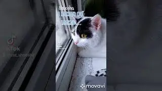 котяча мова😘 #cat #catlover #catcat #catvideos #cats #коти #котики #милота #смішне