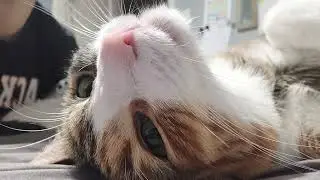 Comfy cats