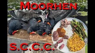 Moorhen (& Wood Duck) Scout, Catch, Clean & Cook