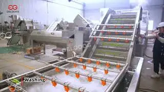 Green Peas Processing Line &ndash; Perfect for Frozen Food Exporters & Large-Scale Producers!