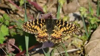 zerynthia polyxena 4 - butterflies of Greece
