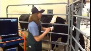Cattle Respiratory Disease Ultrasound Tutorial