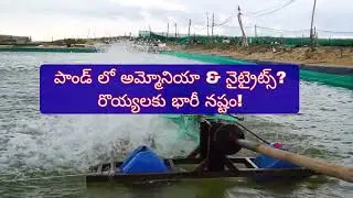 పాండ్ లో అమ్మోనియా & నైట్రైట్స్ ఉన్నాయా? Ammonia Nitrates in shrimp pond.