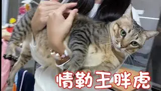 Short Cat Story - The Talking Lover! Gian