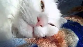 Кот - 