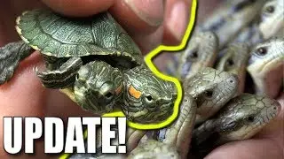 2 HEADED TURTLE UPDATE **SHOULD I KEEP 600 MORE LIZARDS??** | BRIAN BARCZYK