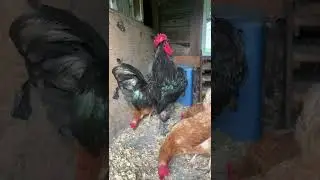 Black Australorp Rooster Crowing! 🐓