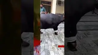 6 June 2025Angry Big Bull 😲| Qurbani 2025#shorts #viral #trending#cow #comedy #cowvideos #cowboys