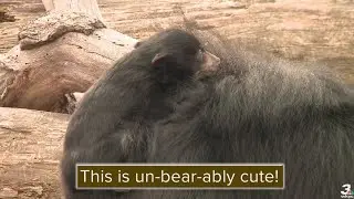Sloth bear cub makes public debut at Cleveland Zoo