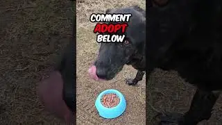 The Most Heartwarming Rescue Story! 🥰