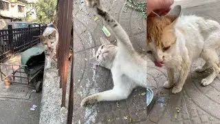Morning evening highlights ❤️ Kittu&rsquo;s Mom 🐈 Scooter Billa 🐱 Chachaji Billa 🐈 