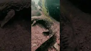 Tennessee hellbender