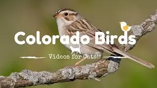 Bird Watch: Colorado Birds!