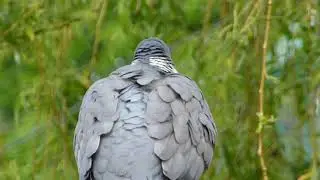 Woodpigeon - Columba palumbus - Hringd&uacute;fur - Fuglar - D&uacute;fur