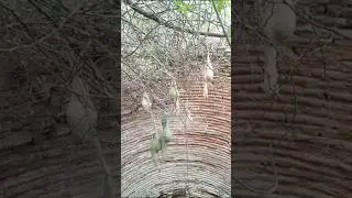 বাবুই পাখির বাসা #minivlog #driver #minidriver