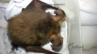 Microbat rescue, Lesser Long-eared