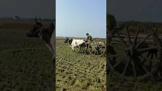 Bullock cart heavy load mud ride