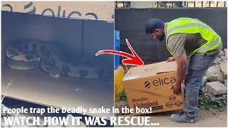SNAKE RESCUE