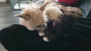 Buster giving Molly kisses