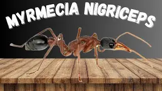 Mes FOURMIS G&Eacute;ANTES! 🤯 [Myrmecia Nigriceps]