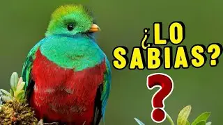 10 Datos Curiosos del Quetzal &iexcl;Lo que No sabias del AVE MAS BELLA DEL MUNDO!