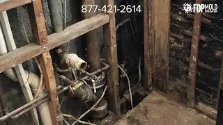 Mold Remediation Washington DC | FDP Mold Remediation