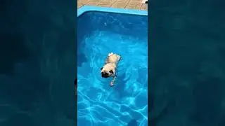 Two pugs swimming #pug #dogs #pets #funny
